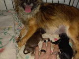 5 chiots femelles Chihuahuas non LOF à réserver