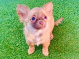 Un chiot Chihuahua m&acirc;le non LOF &agrave; poil long disponible