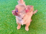 Un chiot Chihuahua m&acirc;le non LOF &agrave; poil long disponible