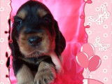 3 chiots Cockers Anglais disponibles à la réservation (non LOF)