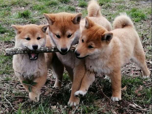 Vente de 3 chiots Shiba Inus, 1 mâle et 2 femelles LOF