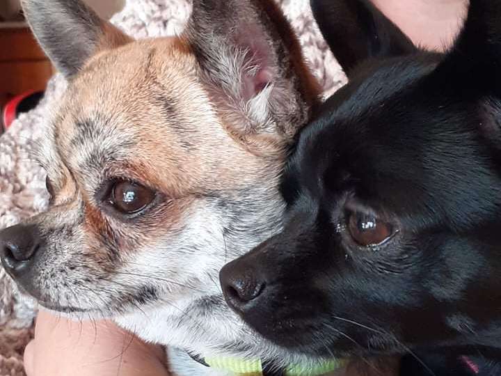 Recherche Chihuahua mâle à poil court pour saillie