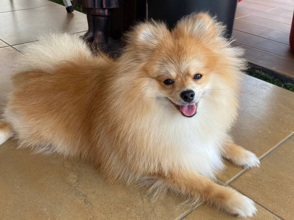 Chiot Spitz Nain à vendre Petite Annonce chien