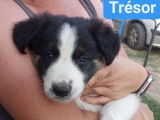 À réserver un chiot mâle Border Collie LOF tricolore