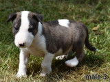 À réserver 9 chiots Bull Terriers standards LOF
