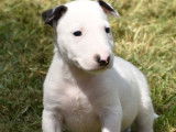 À réserver 9 chiots Bull Terriers standards LOF
