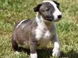 À réserver 9 chiots Bull Terriers standards LOF