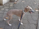 Chiot Whippet LOF à vendre