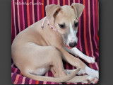 Chiot Whippet LOF à vendre