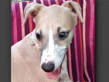 Chiot Whippet LOF à vendre