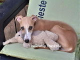 Chiot Whippet LOF à vendre