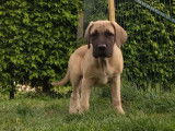 Vente d’un chiot Cane Corso de janvier 2022, mâle LOF fauve