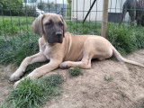 Vente d’un chiot Cane Corso de janvier 2022, mâle LOF fauve
