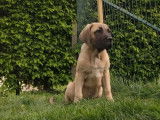 Vente d’un chiot Cane Corso de janvier 2022, mâle LOF fauve