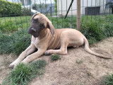 Vente d’un chiot Cane Corso de janvier 2022, mâle LOF fauve