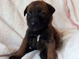 &Agrave; r&eacute;server, 9 chiots Bergers Belges Malinois fauve charbonn&eacute; femelles LOF