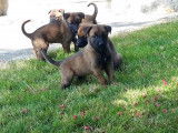&Agrave; r&eacute;server, 9 chiots Bergers Belges Malinois fauve charbonn&eacute; femelles LOF
