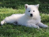 5 chiots Bergers Blancs Suisses à réserver LOF blanc