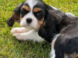 1 chiot Cavalier King Charles de f&eacute;vrier 2022 &agrave; vendre, m&acirc;le LOF tricolore