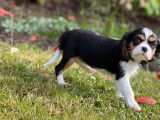 1 chiot Cavalier King Charles de f&eacute;vrier 2022 &agrave; vendre, m&acirc;le LOF tricolore