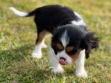 1 chiot Cavalier King Charles de f&eacute;vrier 2022 &agrave; vendre, m&acirc;le LOF tricolore