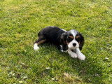1 chiot Cavalier King Charles de f&eacute;vrier 2022 &agrave; vendre, m&acirc;le LOF tricolore