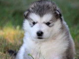 6 chiots Malamutes de l&rsquo;Alaska LOF disponibles &agrave; la r&eacute;servation