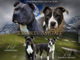 Magnifiques chiots American Staffordhire bleus à vendre