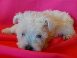 Chiots Westie cherchent de nouvelles familles