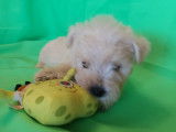Chiots Westie cherchent de nouvelles familles