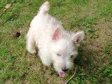 Chiots Westie cherchent de nouvelles familles