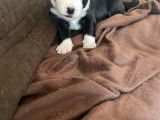 Chiots de race Border Collie à vendre (3 femelles & 2 mâles)