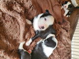 Chiots de race Border Collie à vendre (3 femelles & 2 mâles)