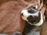 Chiots de race Border Collie à vendre (3 femelles & 2 mâles)