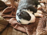 Chiots de race Border Collie à vendre (3 femelles & 2 mâles)
