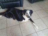 Chiots de race Border Collie à vendre (3 femelles & 2 mâles)