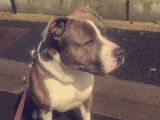 American Staffordshire Terrier disponible pour saillie