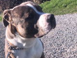 American Staffordshire Terrier disponible pour saillie