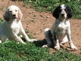 Chiots de race Setter Anglais à vendre (3 mâles)