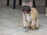 Chiots Bouledogues Français à vendre