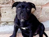 Chiots Staffordshire Bull Terrier à vendre