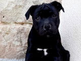 Chiots Staffordshire Bull Terrier à vendre