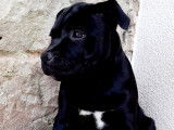 Chiots Staffordshire Bull Terrier à vendre