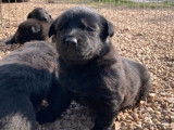 À adopter 6 chiots Bergers Hollandais non LOF