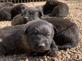À adopter 6 chiots Bergers Hollandais non LOF