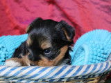 2 chiots Yorkshire Terriers mâles noir et feu LOF à céder à l’adoption