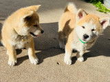 Akita Inu