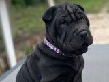 Chiot femelle Shar-Peï noire LOSH à vendre
