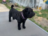 Chiot femelle Shar-Peï noire LOSH à vendre