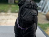 Chiot femelle Shar-Peï noire LOSH à vendre